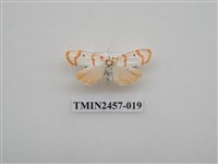 藏品(二斑叉紋苔蛾)的圖片